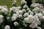 2022_06_25-Dolna-Krupa-Rozarium-a-Medolandia-045