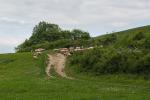2023_05_13-Koseca-Okolo-Kosece-080