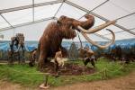 Mamut-srstnaty-lovenie-004