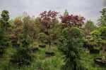 2024_04_24-Dolne-Kockovce-Zahradnictvo-Kozovy-009