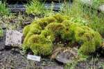 2024_05_29-Tatranska-Lomnica-Botanicka-zahrada-–-Expozicia-tatranskej-prirody-031