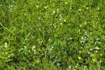 2024_05_29-Tatranska-Lomnica-Botanicka-zahrada-–-Expozicia-tatranskej-prirody-032