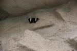 2025_06_25-BL-Papilonia-Motyli-dom-035