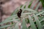 2025_06_25-BL-Papilonia-Motyli-dom-042
