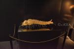 2025_06_26-BL-Mega-broucci-004-Komaria-larva-001