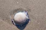 2026_04_28-AL-Durres-083
