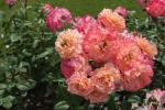 2022_06_25-Dolna-Krupa-Rozarium-a-Medolandia-013