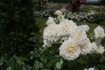2022_06_25-Dolna-Krupa-Rozarium-a-Medolandia-014