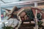 2022_05_21-BL-Dinosaury-sa-opat-vracaju-do-Centralu-019