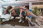2022_05_21-BL-Dinosaury-sa-opat-vracaju-do-Centralu-021