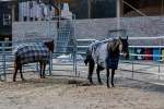 2022_02_19-Nemsova-Ranch-13-Tradicne-fasiangy-017