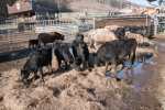 2022_02_19-Nemsova-Ranch-13-Tradicne-fasiangy-045