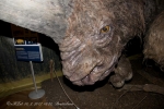 Jednorohý nosorožec (Elasmotherium sibiricum) 002