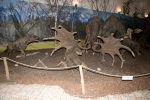 Veledaněk (Megaloceros giganteus)
