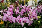 2017_03_11 Medzinárodná výstava orchideí 003