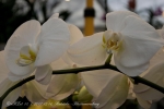 2017_03_11 Medzinárodná výstava orchideí 015
