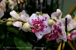 2017_03_11 Medzinárodná výstava orchideí 016