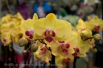 2017_03_11 Medzinárodná výstava orchideí 019