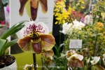 2017_03_11 Medzinárodná výstava orchideí 140